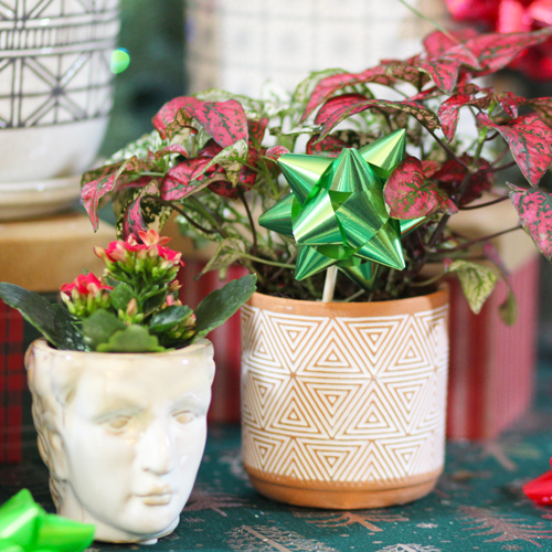 plants in pottery