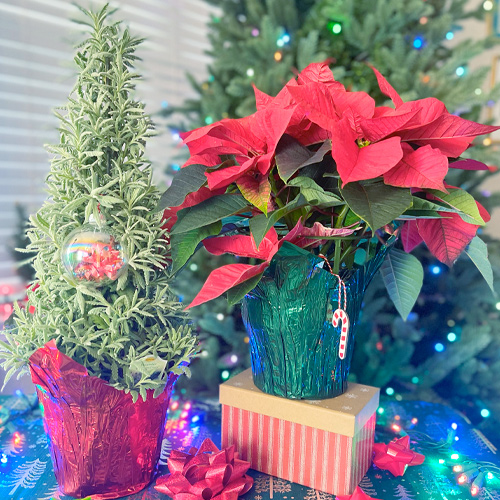 poinsettias and lavender holiday trees