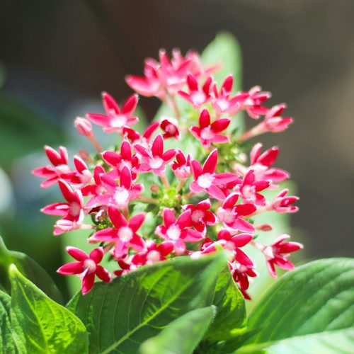 Pentas Flower Plant | Calloway's Nursery