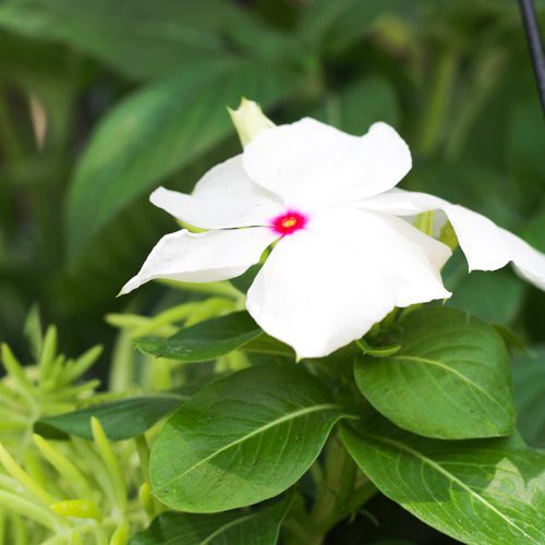 Cora® XDR Vinca Flower Plant | Calloway's Nursery