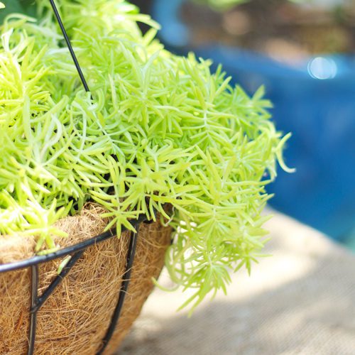 Lemon Coral® Sedum from Proven Winners® in a Container Garden With the Spiller | Calloway's Nursery