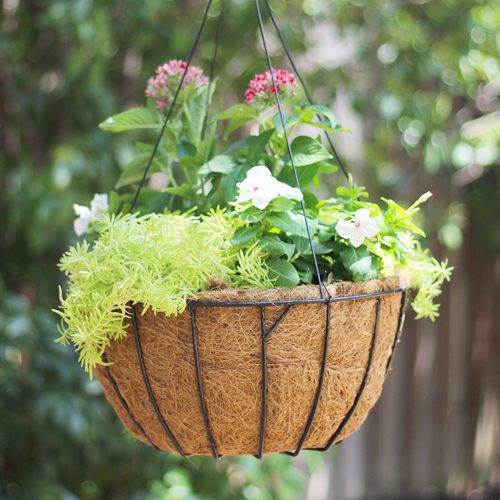 Sun Loving Hanging Plant Basket | Calloway's Nursery