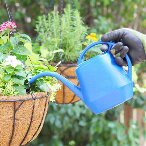 Watering Sun Loving Hanging Plant Basket | Calloway's Nursery