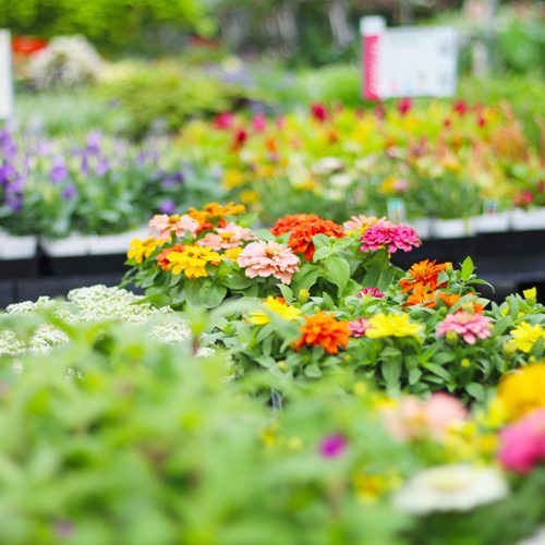 Colorful Flower Plants in Store | Calloway's Nursery