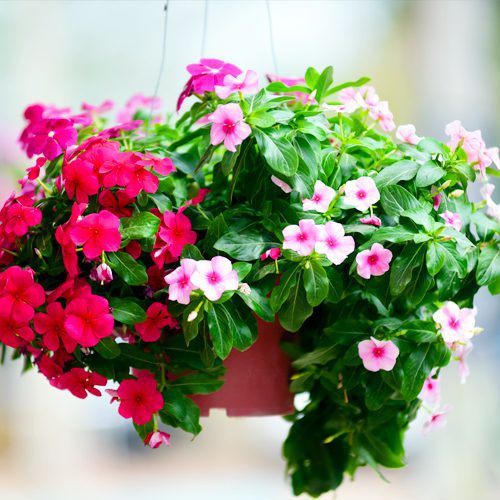 Cora Vinca Coco Liner Hanging Basket | Calloway's Nursery