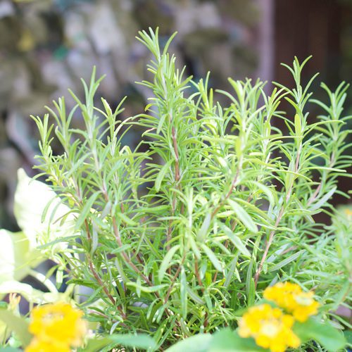 Barbeque Rosemary and Lantana Flower Plant | Calloway's Nursery