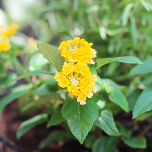 Lantana Flower Plant | Calloway's Nursery