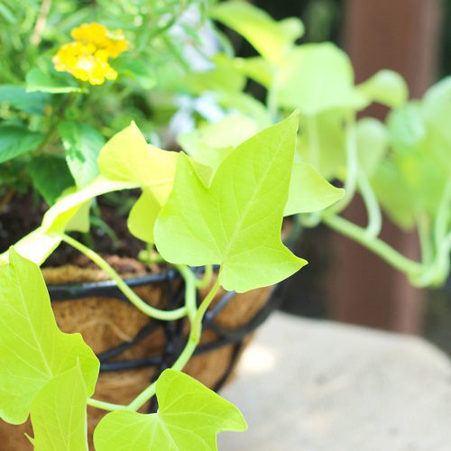 Sweet Potato Vines Plant With the Spiller | Calloway's Nursery