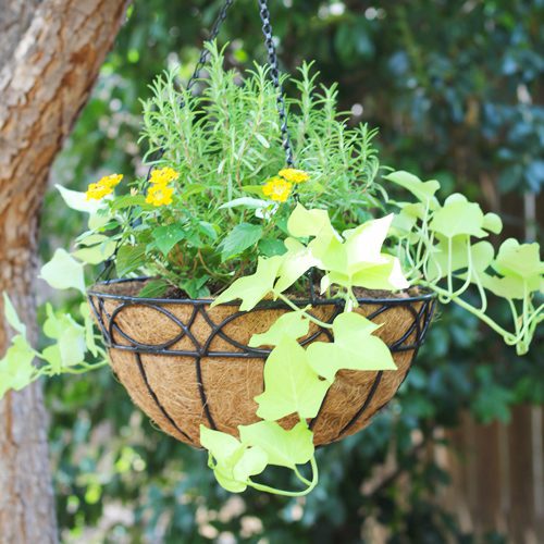 Hanging Basket With Lantana and Sweet Potato Vine Plant | Calloway's Nursery