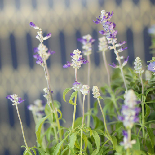 victoria blue salvia