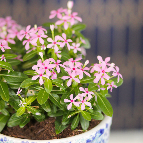 purple Catharanthus