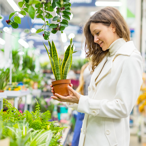 indoor plants