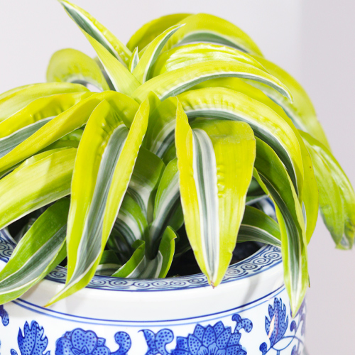 lemon surprise dracaena