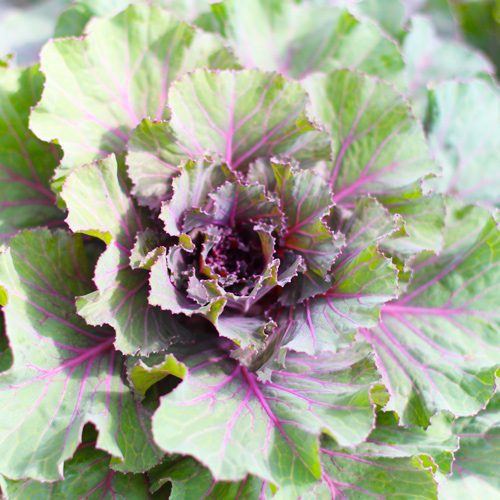 ornamental kale