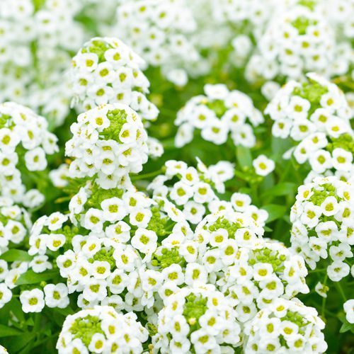 alyssum