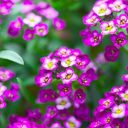 purple sweet alyssum