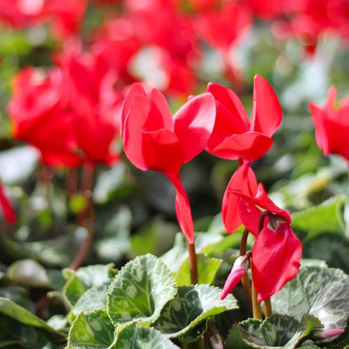 red cyclamen