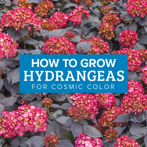 Growing Hydrangeas 101 for Cool Blooms