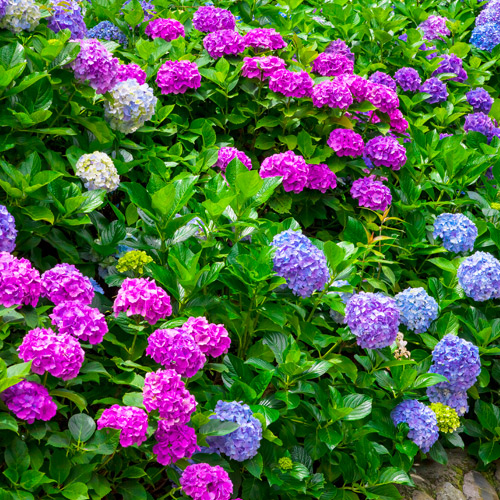 plant hydrangeas blooms