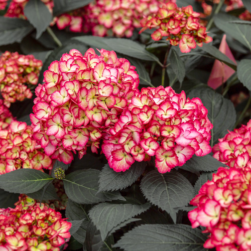 eclipse hydrangeas