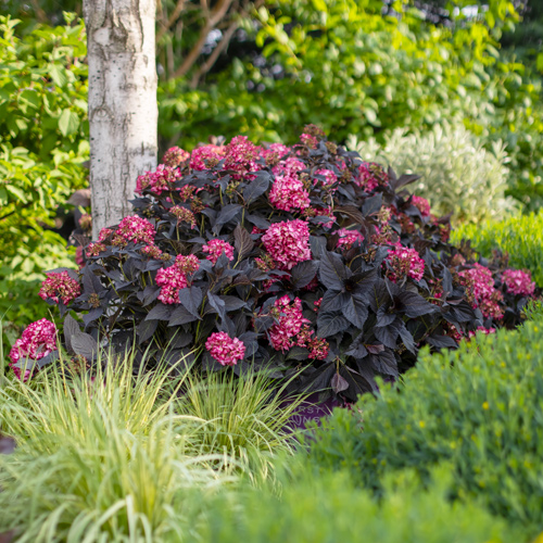 eclipse hydrangea shrubs