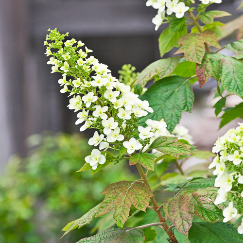 oakleaf hydrangeas