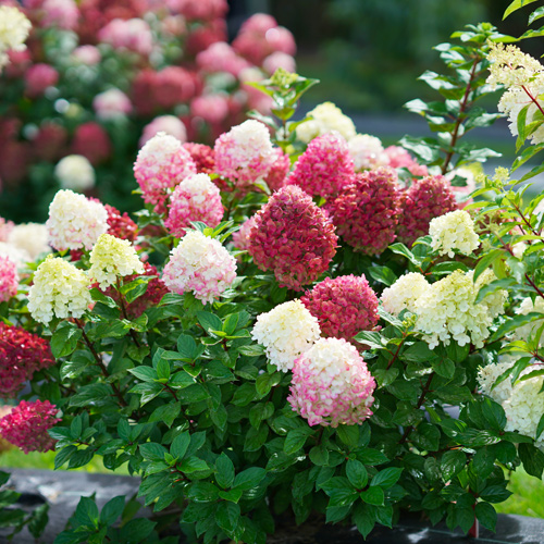 little lime punch hydrangeas