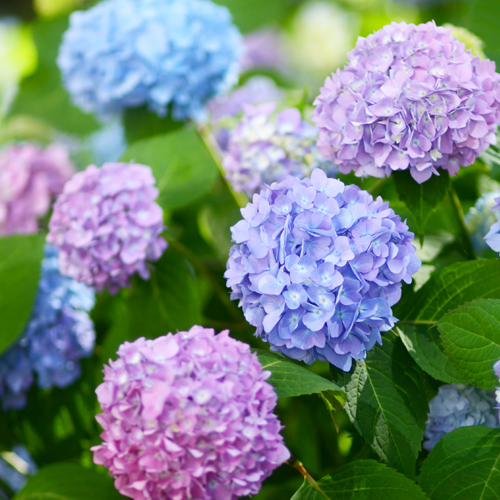 bigleaf hydrangeas