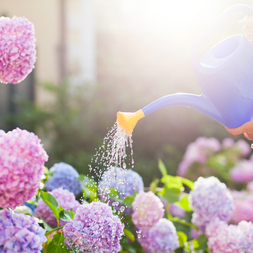 watering hydrangeas