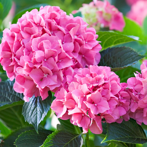 pink hydrangea