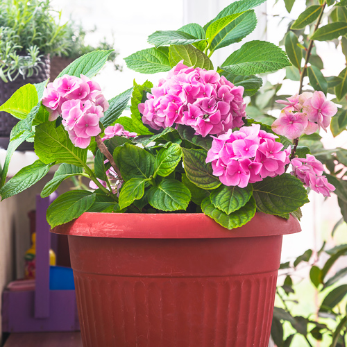 hydrangea in pot