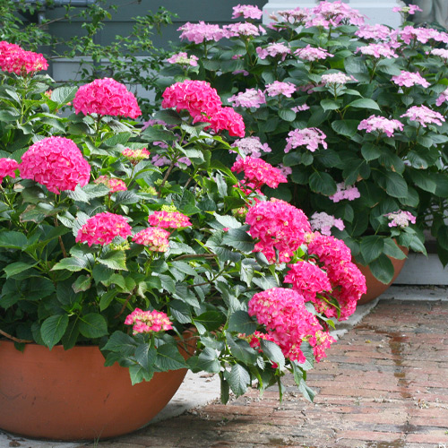 pink hydrangeas in pots