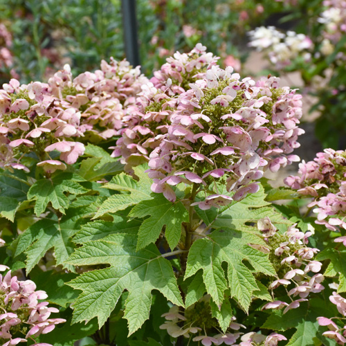 oakleaf hydrangea plants