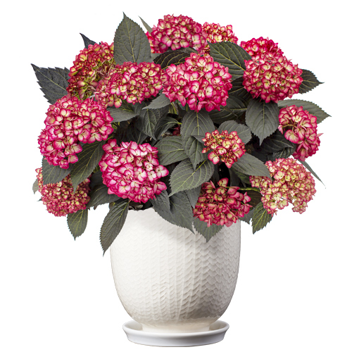 eclipse hydrangea in pot