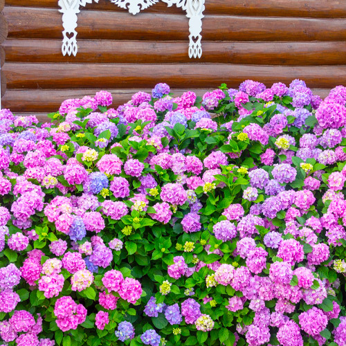 long-lasting hydrangeas