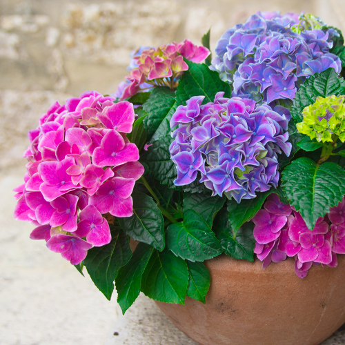 floral hydrangeas