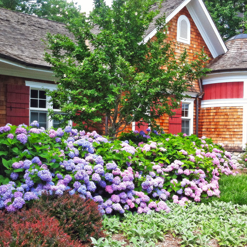 how to plant hydrangeas