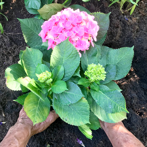 hydrangea gardening