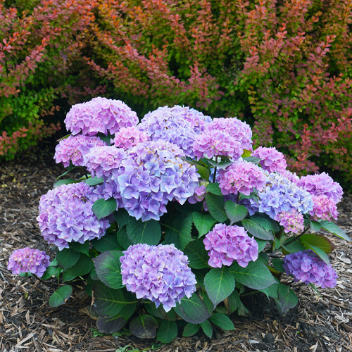 plant hydrangeas