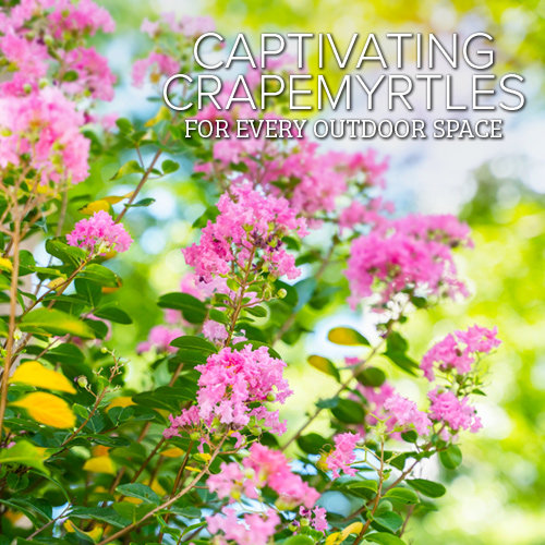 crapemyrtles for every outdoor space