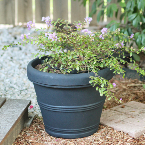 crapemyrtle container gardens