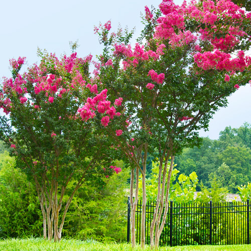 crapemyrtles in landscape