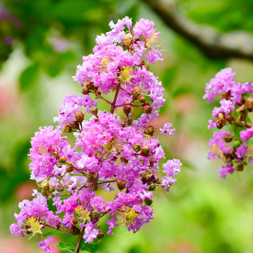 crapemyrtle blooms