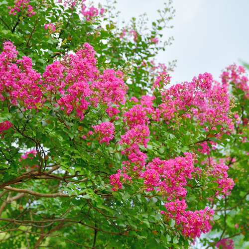 pink crapemyrtle flowers