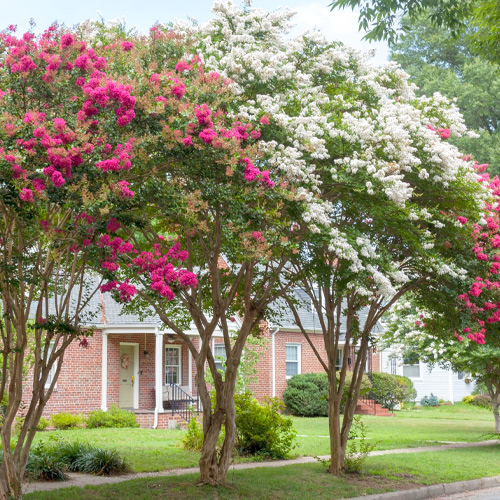 crapemyrtle trees