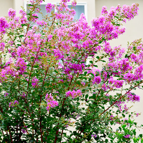 crapemyrtle flowers