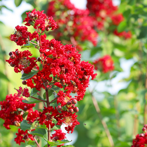 red crapemyrtle