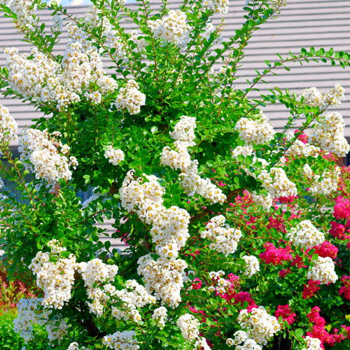 white crapemyrtle