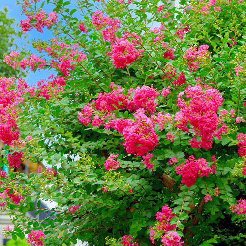 pink crapemyrtle