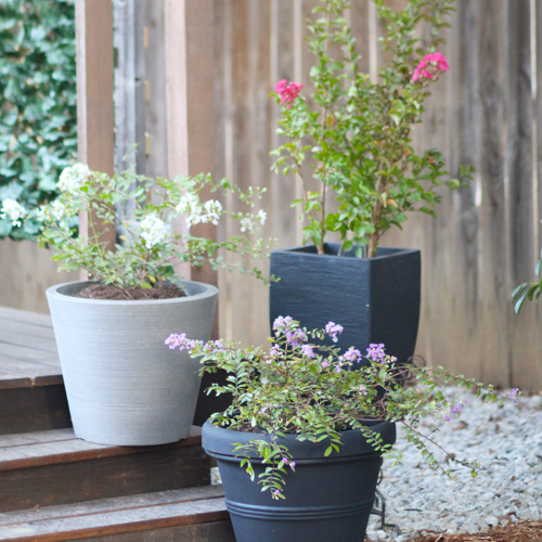 crapemyrtles in pots